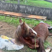 Após resgate de maus-tratos, voluntários buscam ajuda para tratamento de cavalo em Forquilhinha 7 WhatsApp Image 2026 08 02 at 20.55.38