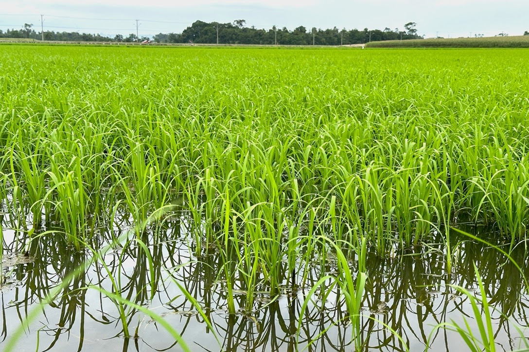 arroz